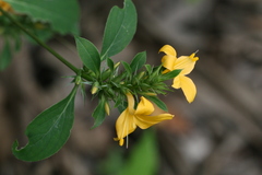 Barleria prionitis